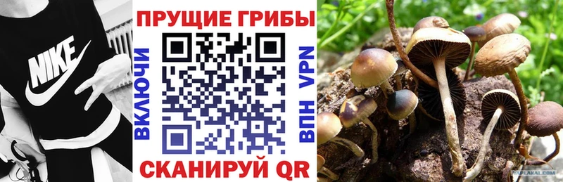 OMG tor Зея Псилоцибиновые грибы MAGIC MUSHROOMS